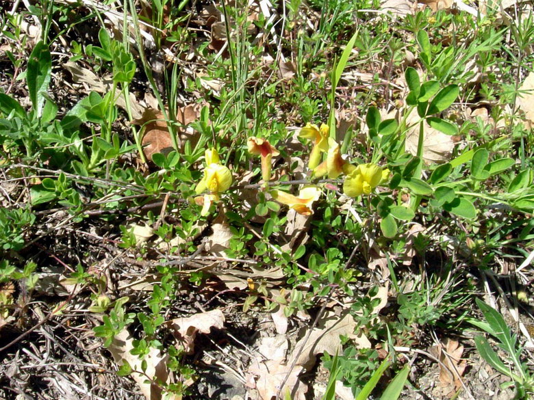 Cytisus hirsutus / Citiso peloso